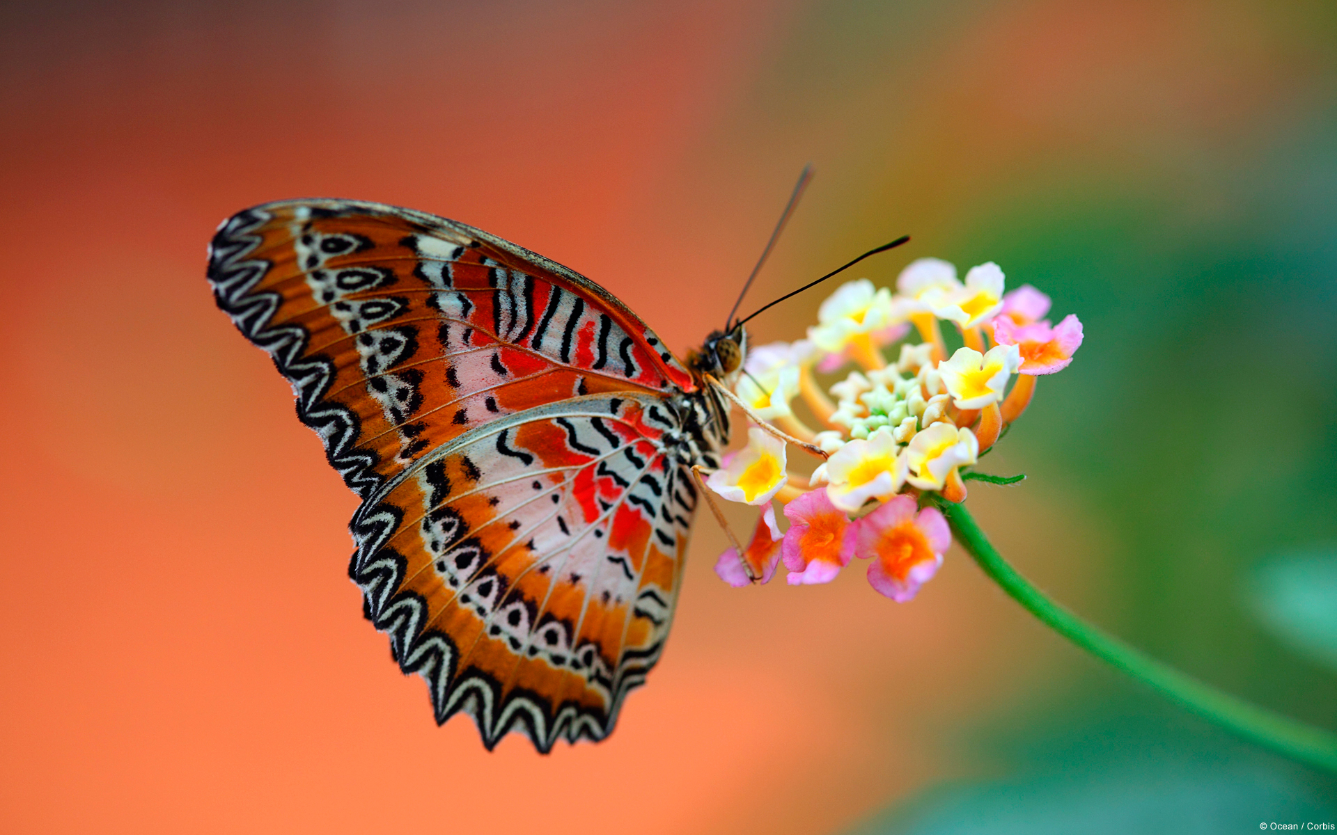 Butterfly on Flower678205297